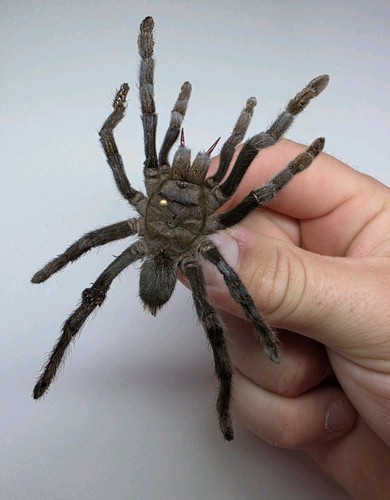 Selenocosmia javanensis set - selenocosmia,