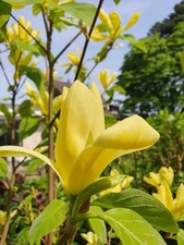 Magnolia brooklynensis 'Yellow