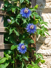 219xa passionsblume - bs,