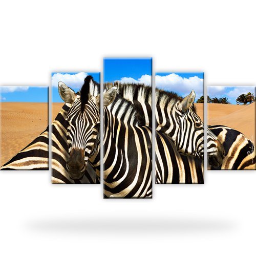 Zebra tiere afrika dünen - tiere,