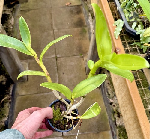 Dendrobium species - dendrobium,