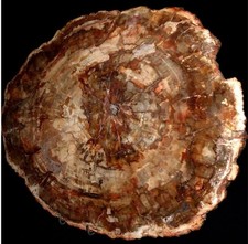 Versteinertes Holz Araukaria