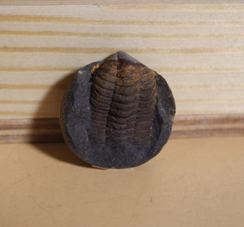 Ormathops atava