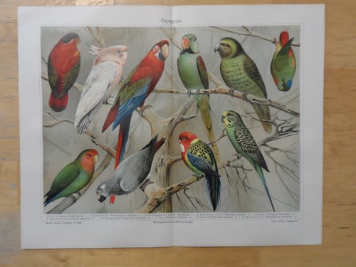 Orig chromolithographie - orig.(1908),