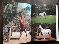 Immer wieder Pferde * Grzimek