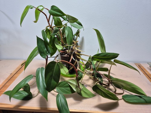Philodendron red emerald - 'red, emerald'