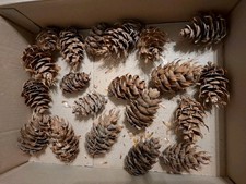 Douglasien Zapfen,  gemischte