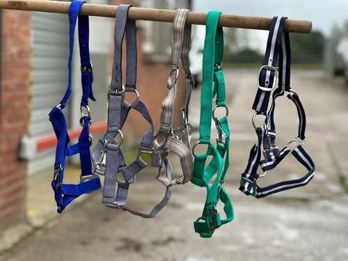 Pferdekopfhalsband halfter - pferdekopfhalsband,