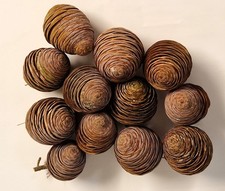 12x frische sehr seltene Zedern Zeder Zapfen seltener als Tannen Fichten Kiefern