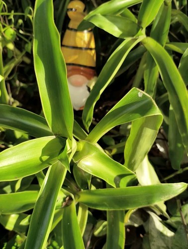 Callisia fragrans family - callisia,