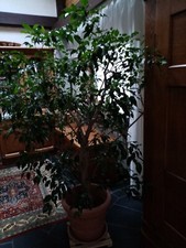 Sehr grosser gesunder Benjamin