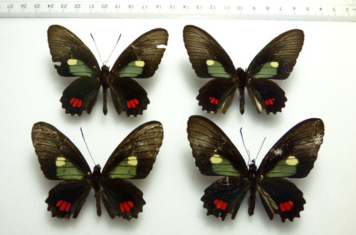 Entomologie schmetterling 4 - entomologie,, schmetterling: