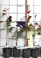 Malus x hybr. "Rudolph"- Zierapfel, dkl.-violettrosa Blüten, orange/rote Früchte