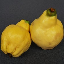 Portugiesische Birnenquitte großfruchtig Quittenbaum Buschbaum Halbstamm