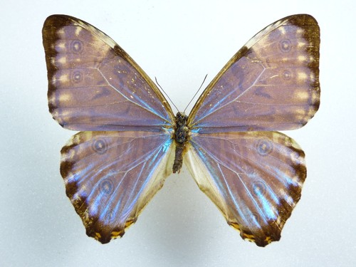 Morpho portis thamyris