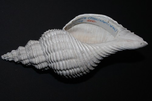 Fossile schnecke fasciolaria - schnecke,