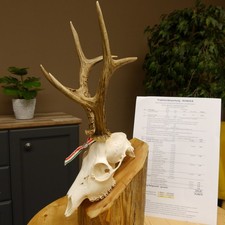 Rehgeweih aktuelles Gewicht