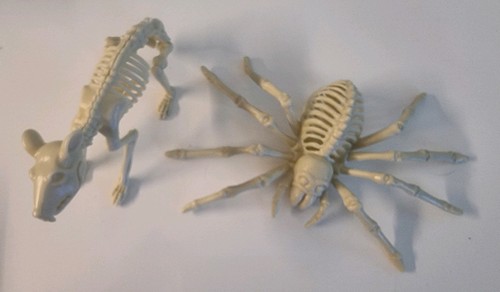 Skelet spinne und ratte - und,
