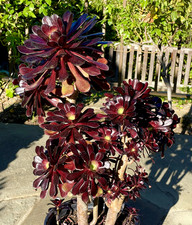 Rare Aeonium Arboreum Black