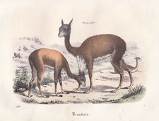 1861 Vikunja Vicugna Paarhufer
