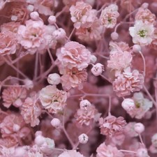 Pink Baby's Breath Seeds |