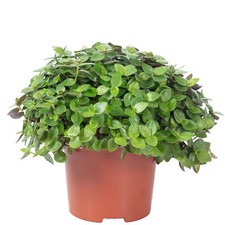 Kriechendes Schönpolster - Callisia Turtle "Smit Eden Elegance" - Höhe ca. 15 cm