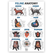 Großes A1 Katzenanatomie