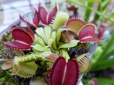 Dionaea muscipula
