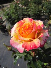 Rosa Camille Pissarro ® - Strauchrose - Malerrose - Floribunda  - Delbard Rose