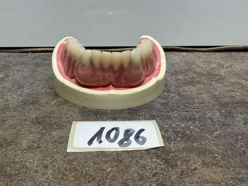 Dental study modell - dental,