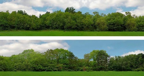 Hohe bäume 5 - x, 5'
