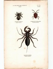 Antike Handkolorierte Lithographie Grafik 19 Jh. , Tiere, Insekten, Spinnentiere
