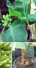 2 x essbare Topf-Bananen Palmen exotische Pflanzen im für den Garten