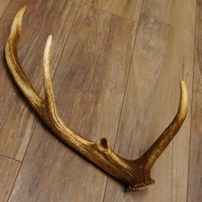 Rothirsch Stange 8 ender Gewicht 0,87 kg Länge 60cm Hirsch Abwurfstange 71.1.169