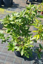 Rhododendron sp.   im 4 Liter