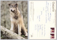 x03896 Grauer Wolf Algonquin