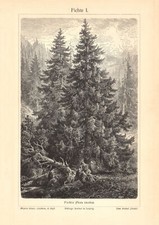 Fichte I. - II. historischer Druck Holzstich ca. 1904 antike Bildtafel Botanik