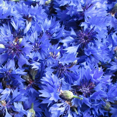 Blaue kornblume 200 samen - blaue,