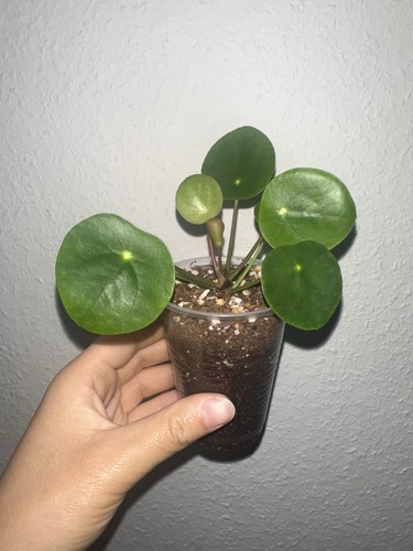 Pflanze pilea - pflanze:,