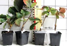 Zaubernuß / Hamamelis ,orange Sorte  "Robert ", veredelte Pflanze!