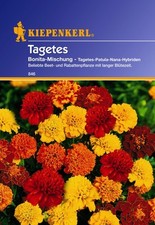 TAGETES  Bonita-mischung Blumen Studentenblume  Stauden   ca. 40 Samen