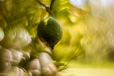 Helios 44M Objektiv Petzval