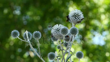 30 Samen Kugeldistel Mannstreu Alpendistel Blau winterhart Echinops ritro Veit a