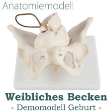Anatomie Modell Weiblich Becken Geburt Demonstration Pelvis Beckenmodell medmod
