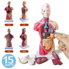 Anatomie Modell Torso