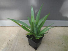 Aloe vera - echte Aloe -