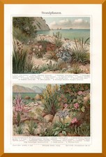 Strandflanzen +Histor