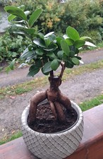 BONSAI Ficus Ginseng ohne Übertopf