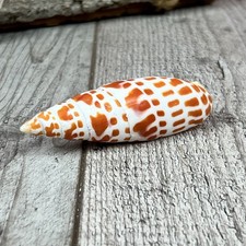 Mitra Mitra 8-9cm echte Deko