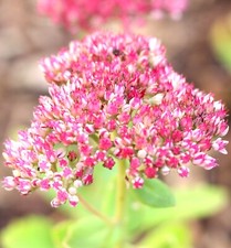 5 Stück Stauden Große Fetthenne Sedum Herbstfreude Telephium 9 x 9 cm Topf